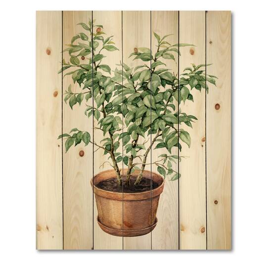 Designart - Ficus Benjamina In Clay Flowerpot